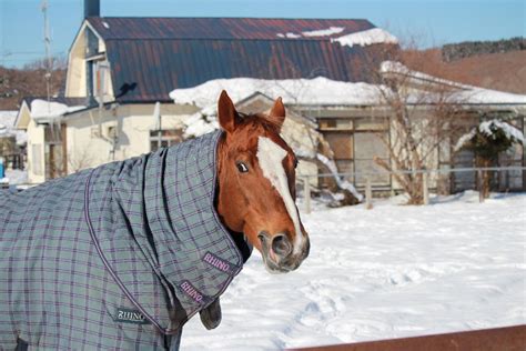 三白眼 馬